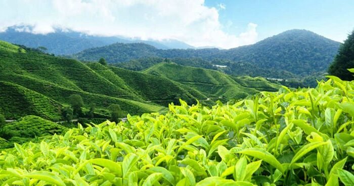 Munnar - Tea Estate