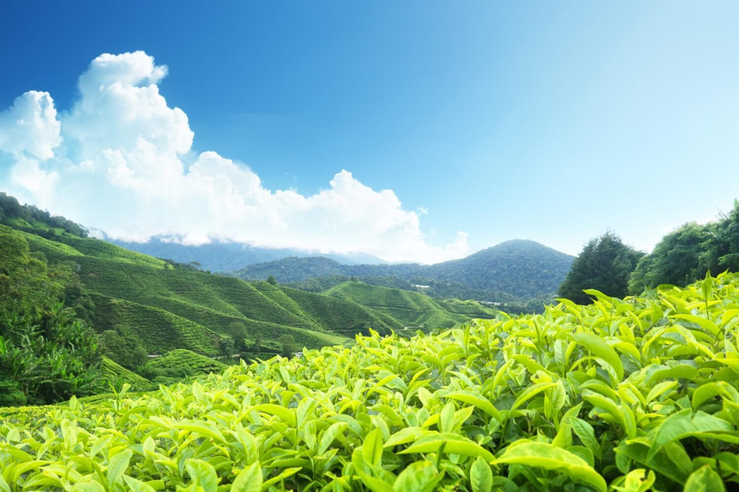 Munnar - Tea Estate