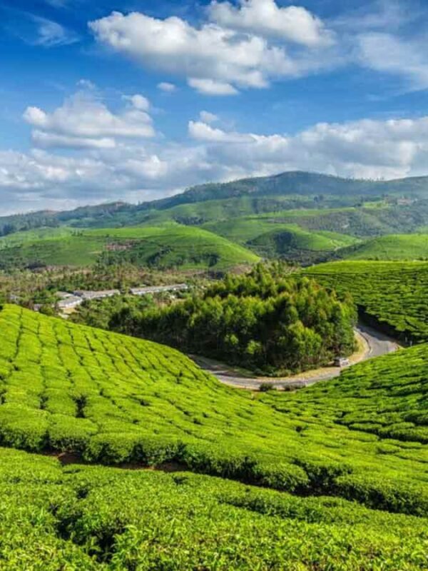 Munnar - Road wih Tea Garden